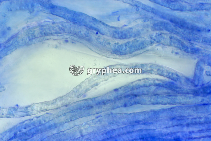 Nerf dissocié BM x100 - gryphea.com